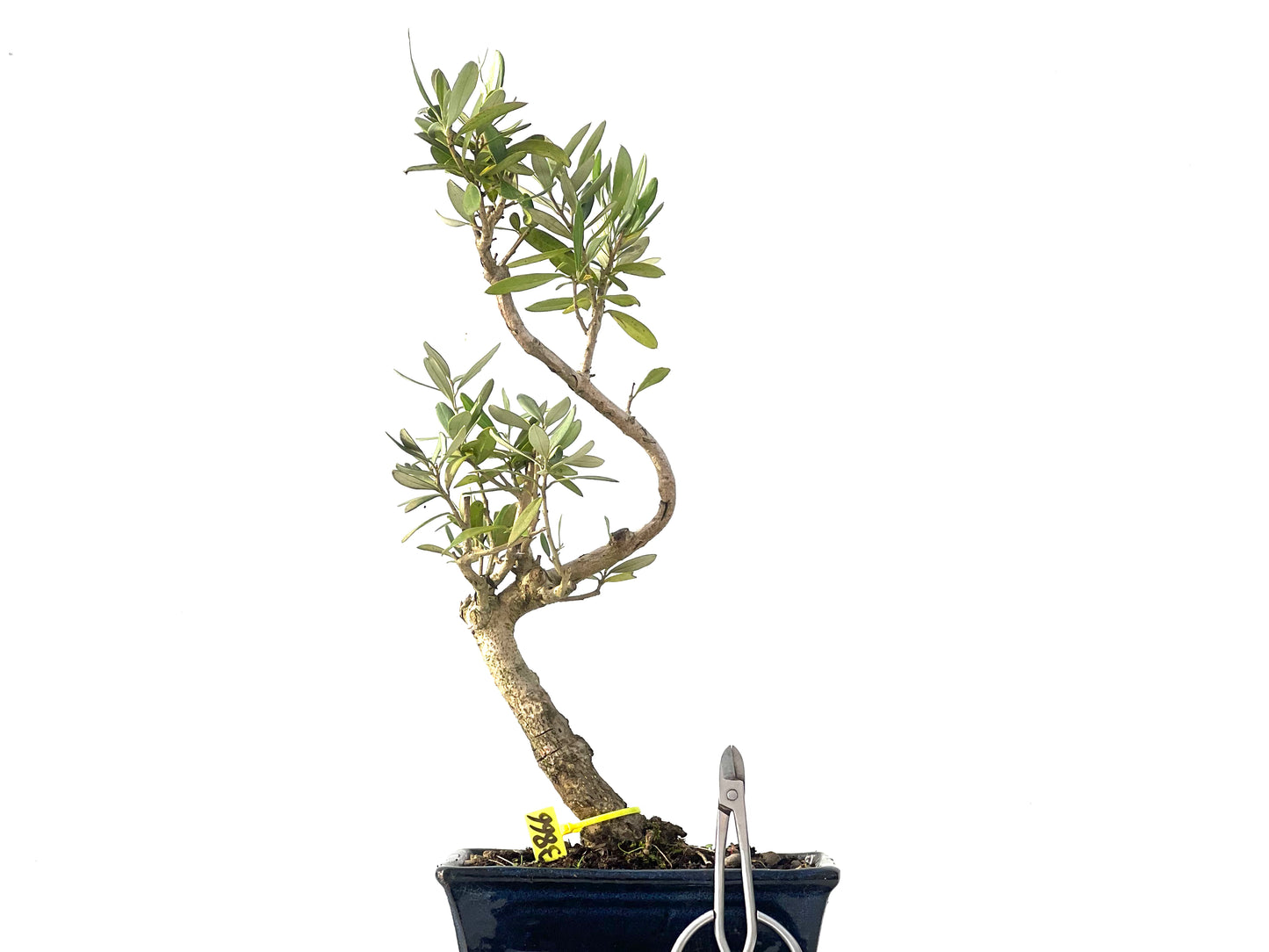 Olea Europaea 3866