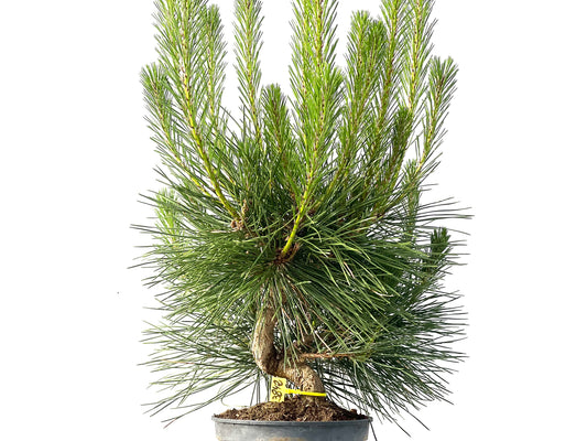 Pinus Thunbergii 3842