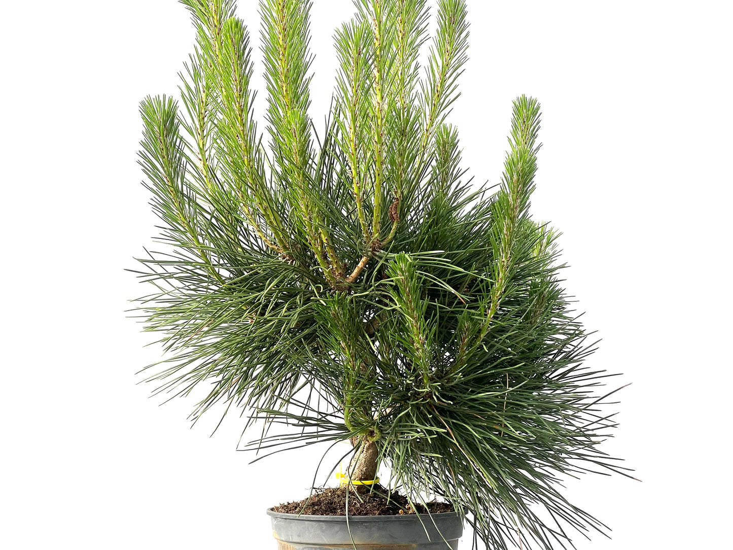 Pinus Thunbergii 3842