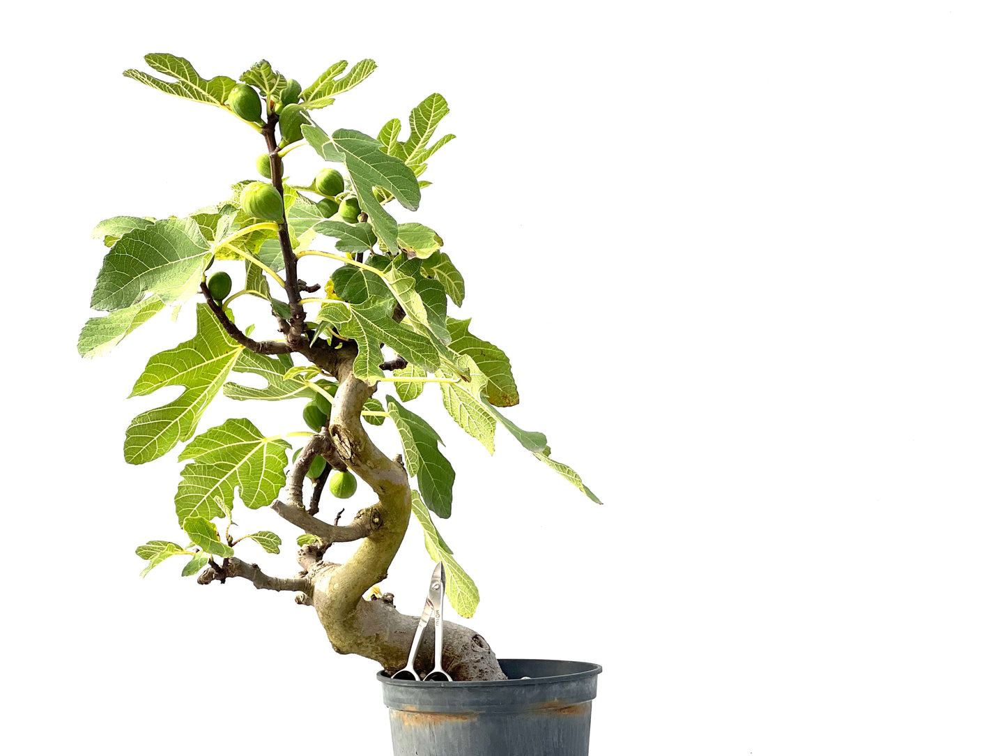 Ficus Carica 2399