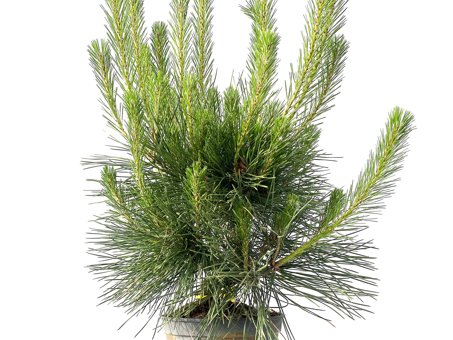 Pinus Thunbergii 3842