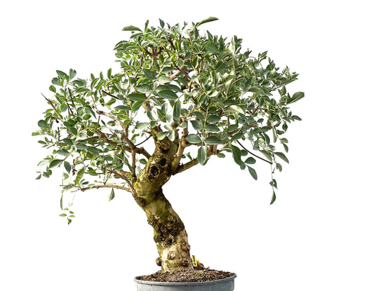 Fraxinus 2400