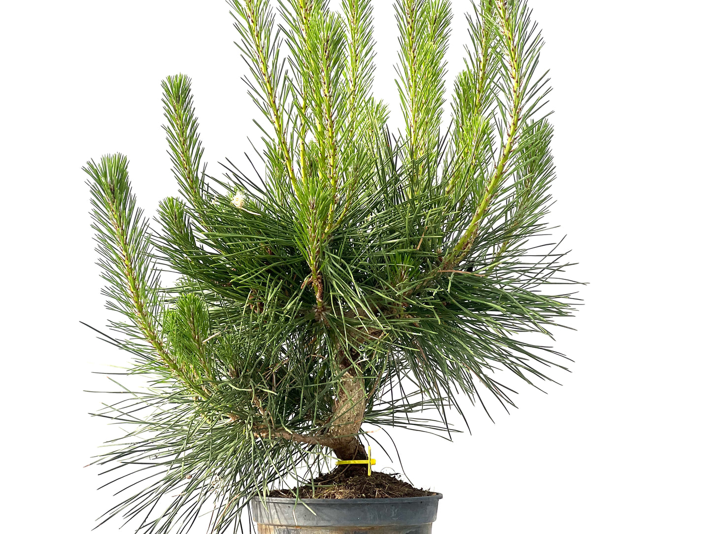 Pinus Thunbergii 3842