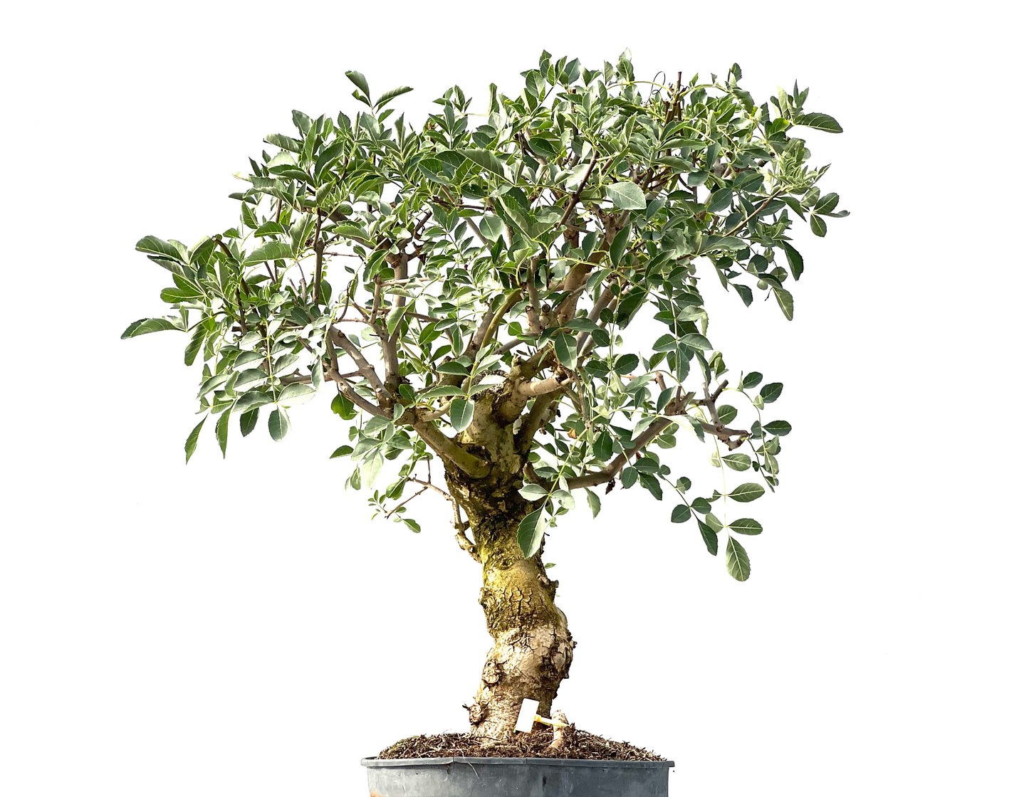 Fraxinus 2400