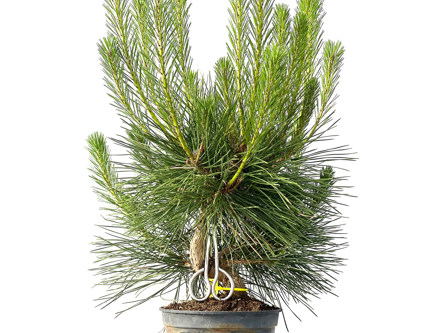 Pinus Thunbergii 3842