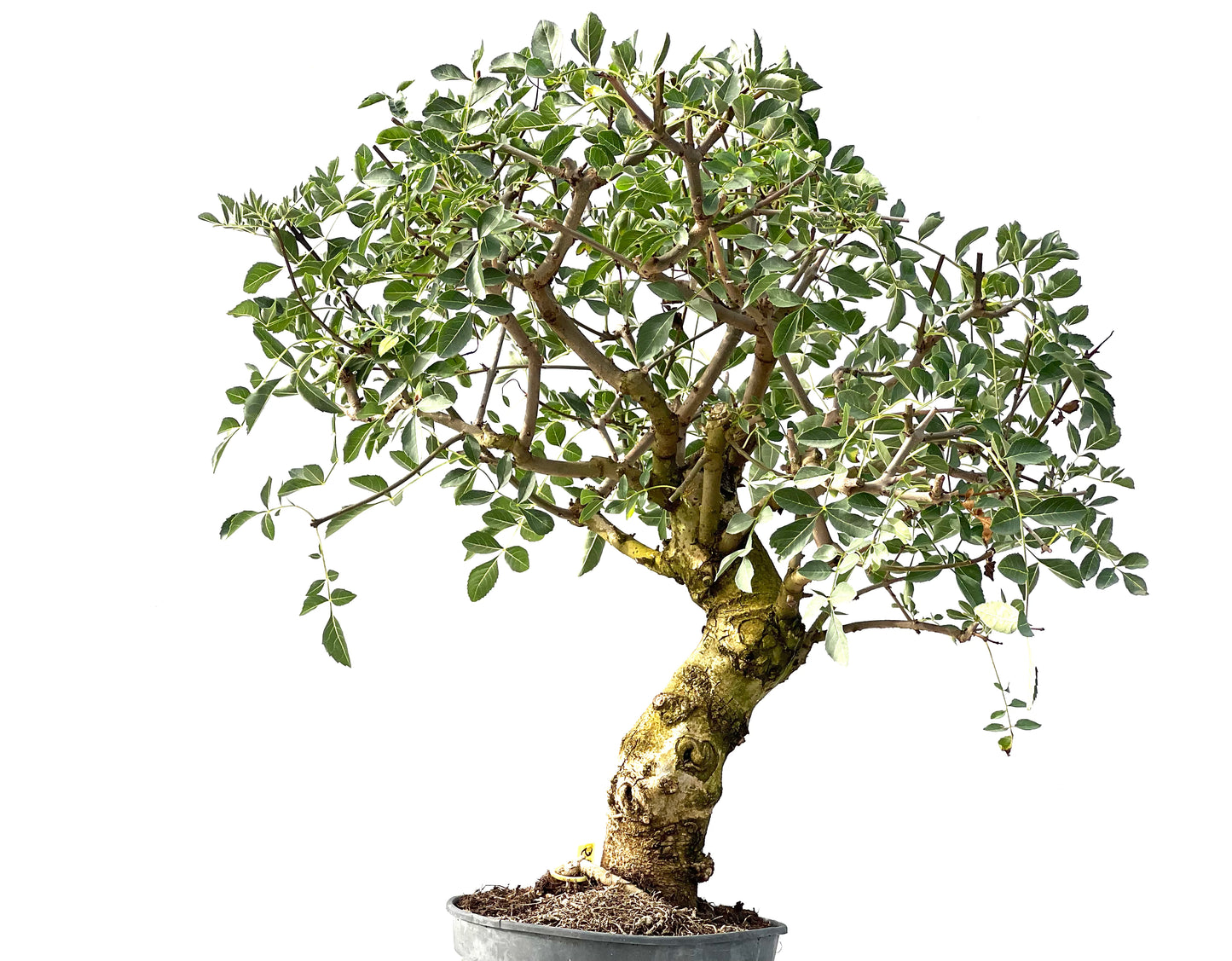 Fraxinus 2400