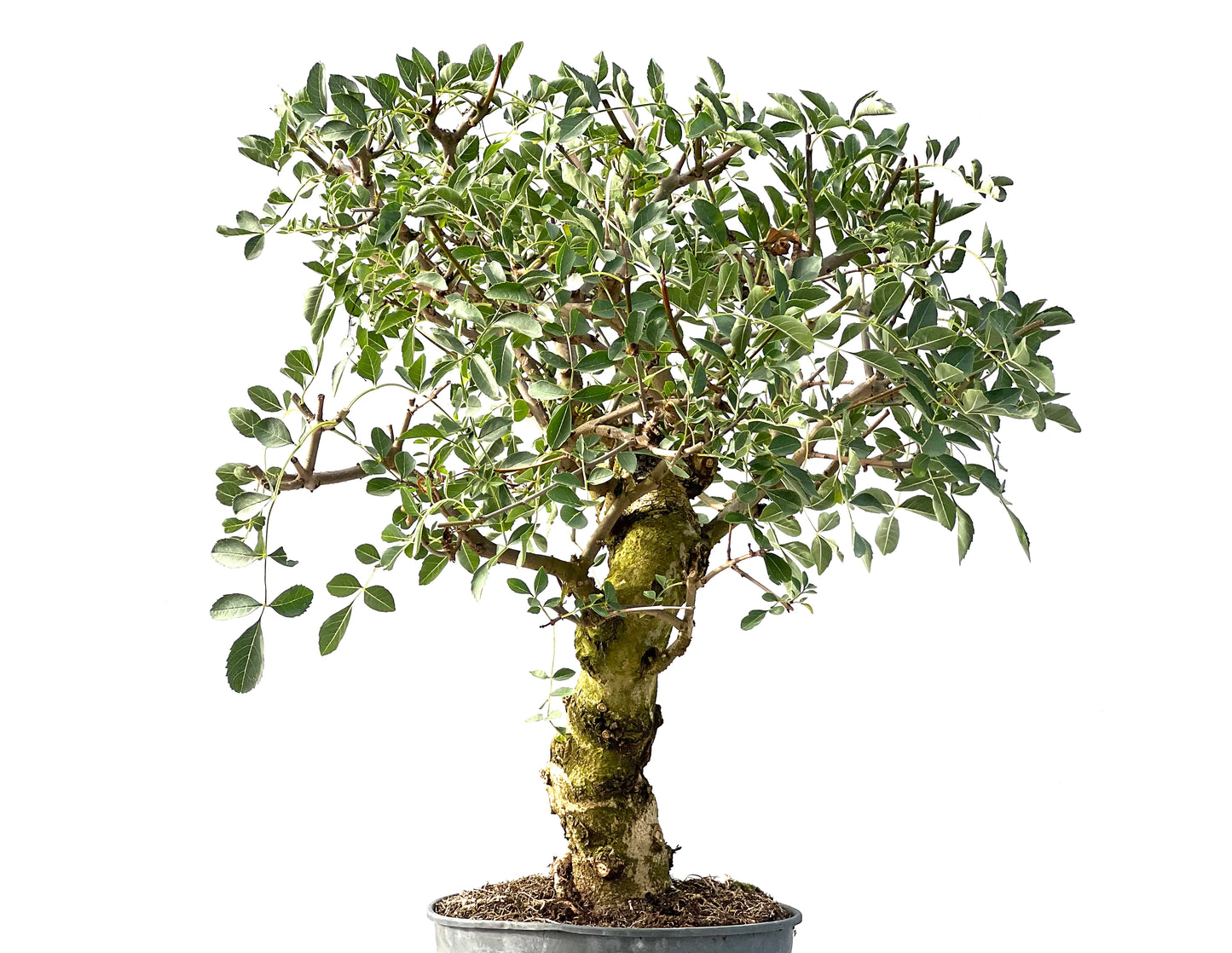 Fraxinus 2400