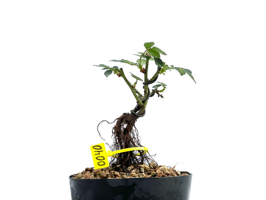 Rosa Neagari 0040