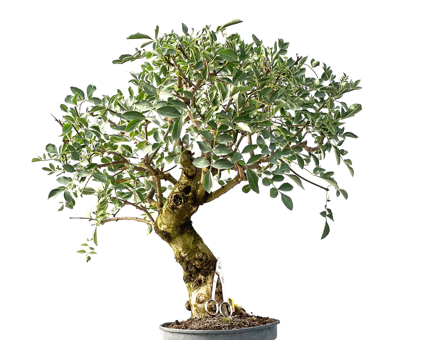 Fraxinus 2400