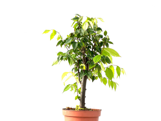 Zelkova Serrata 2413