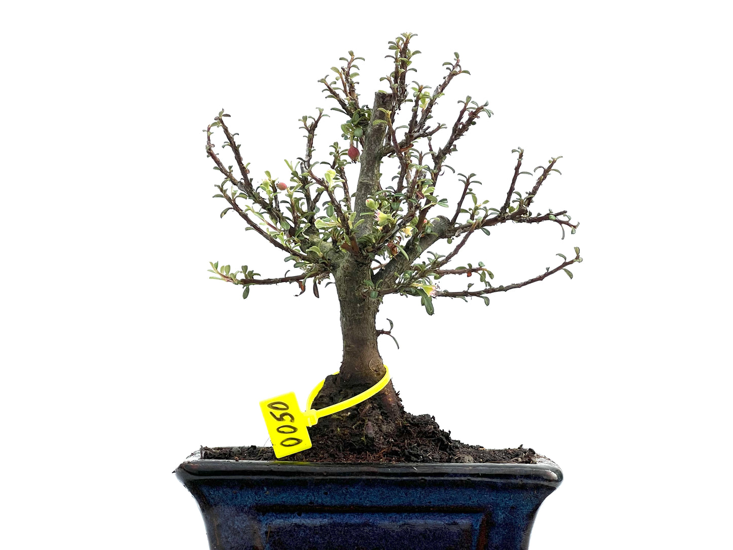 Cotoneaster Microphylla 0050