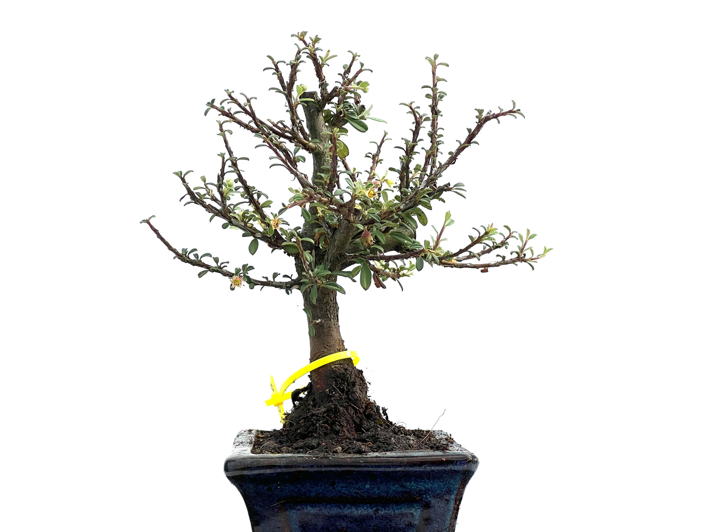 Cotoneaster Microphylla 0050