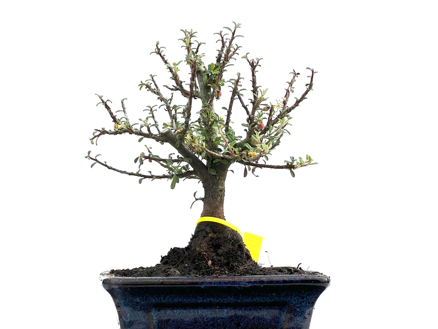 Cotoneaster Microphylla 0050