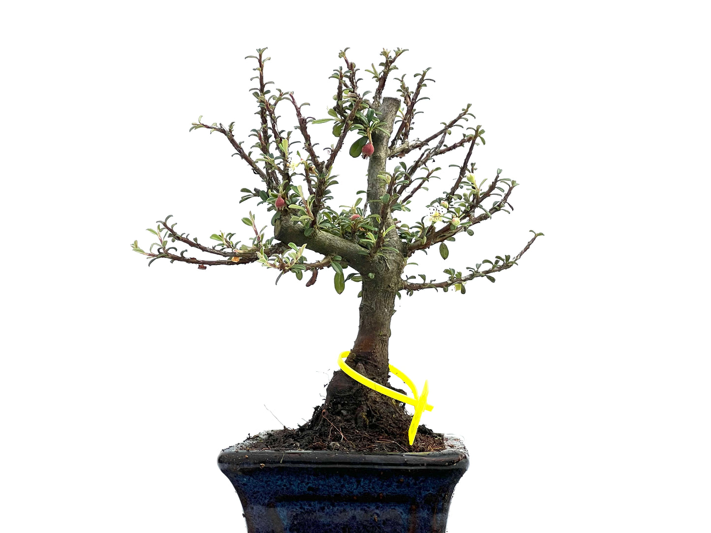 Cotoneaster Microphylla 0050