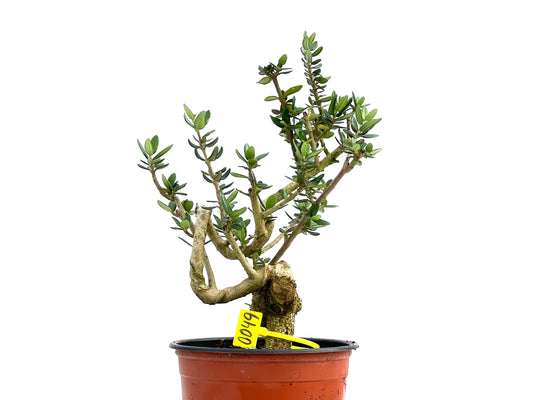 Olea Europaea Sylvestris 0049