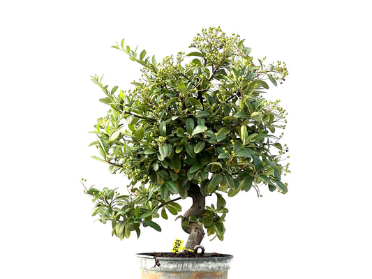 Pyracantha 2423