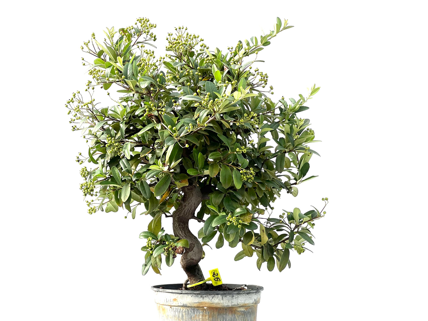 Pyracantha 2423