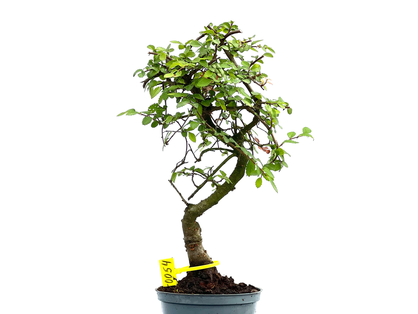 Ulmus Parvifolia 0054