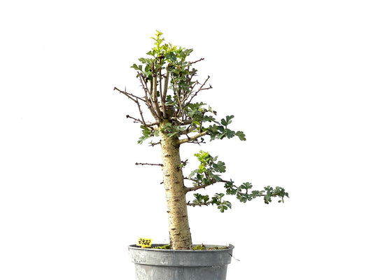 Crataegus Monogyna 2422