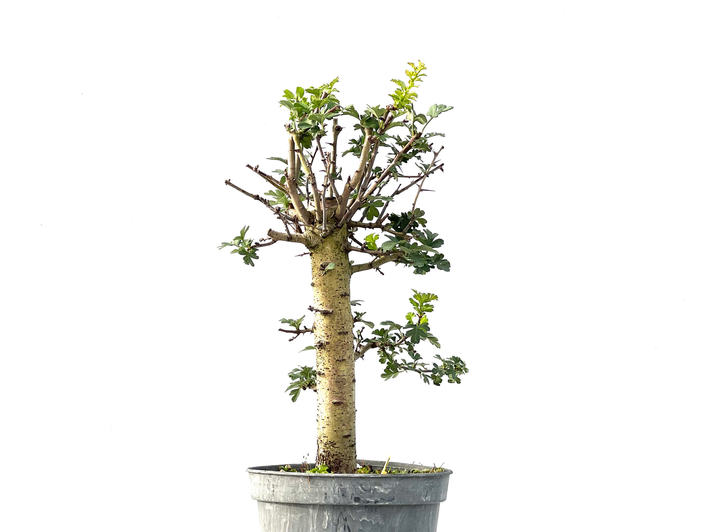 Crataegus Monogyna 2422