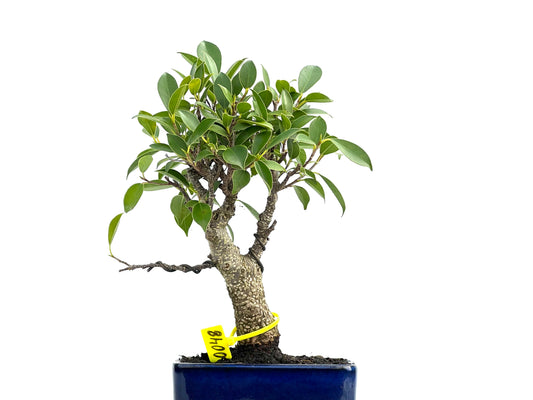 Ficus Tiger Bark 0048