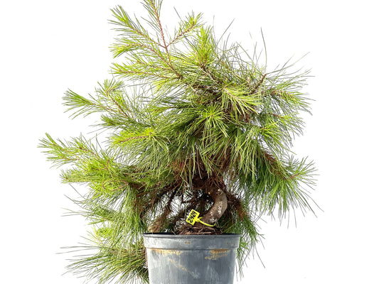 Pinus Halepensis 2424