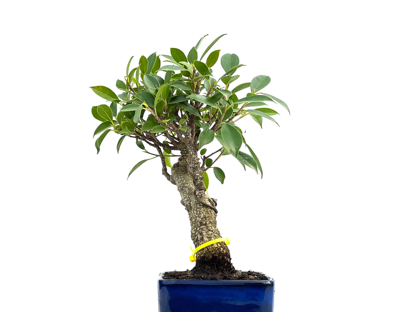 Ficus Tiger Bark 0048