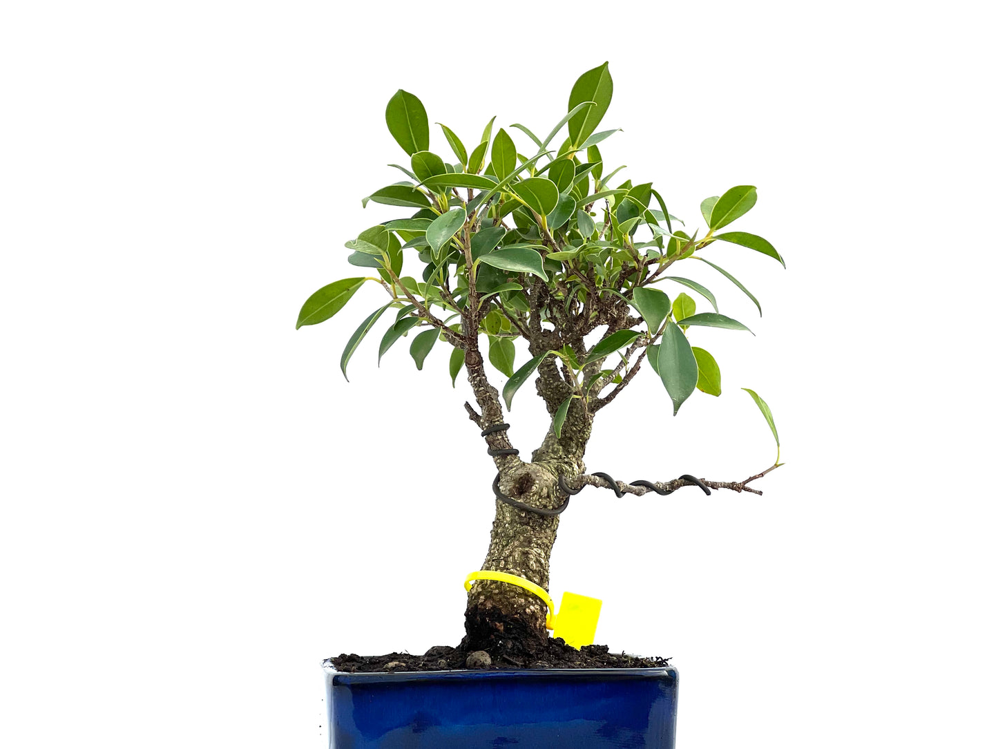 Ficus Tiger Bark 0048