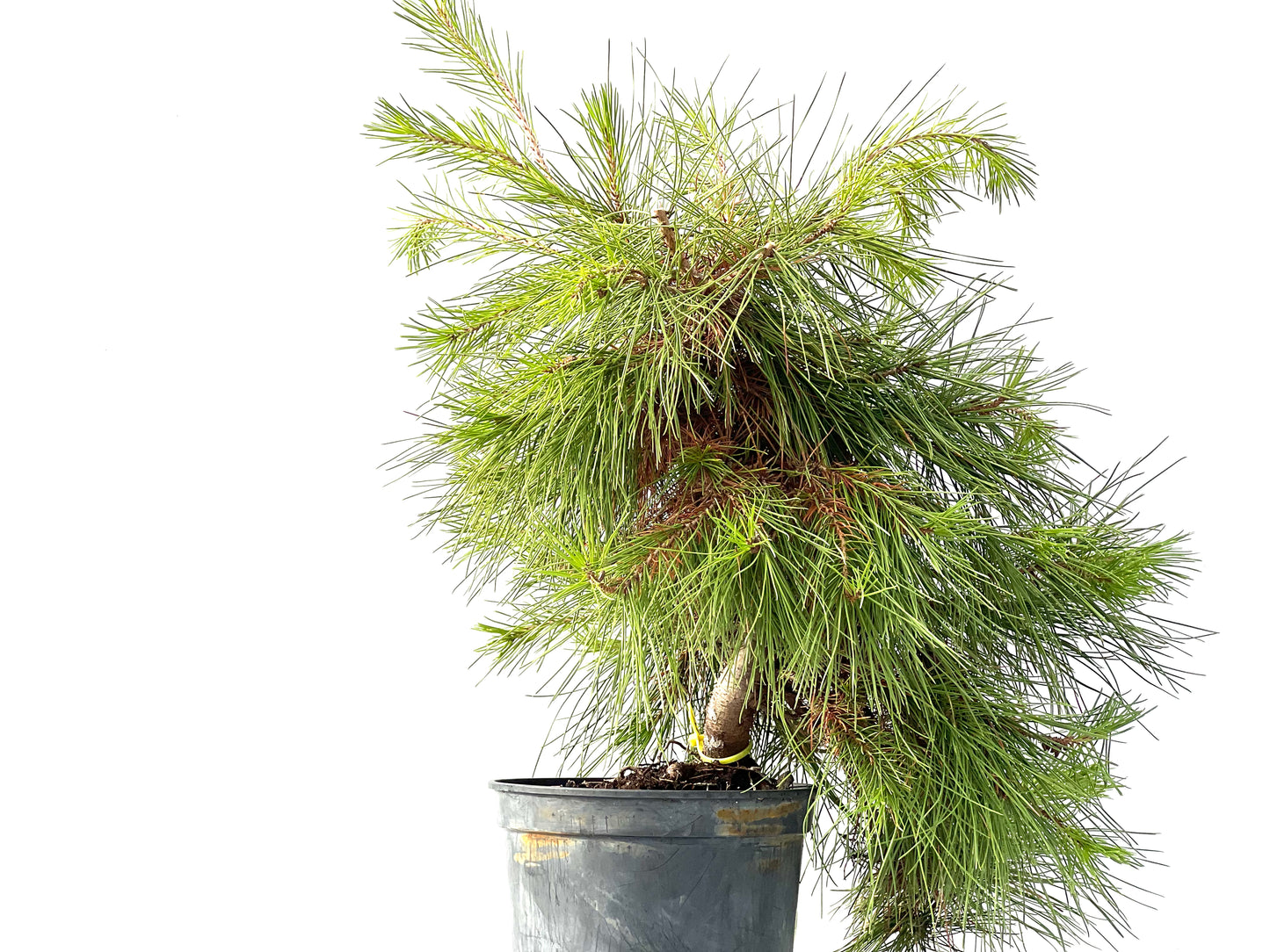 Pinus Halepensis 2424