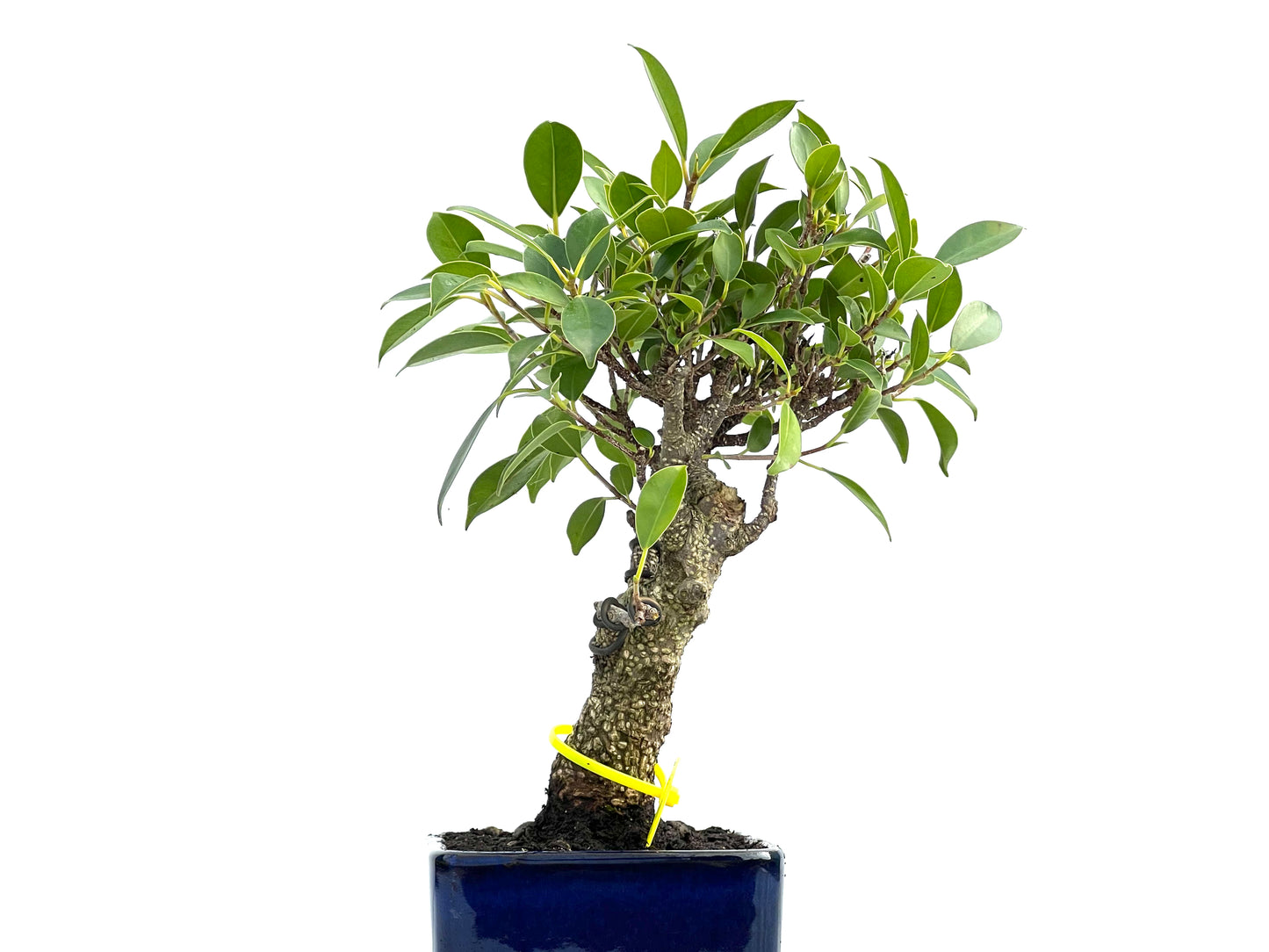Ficus Tiger Bark 0048