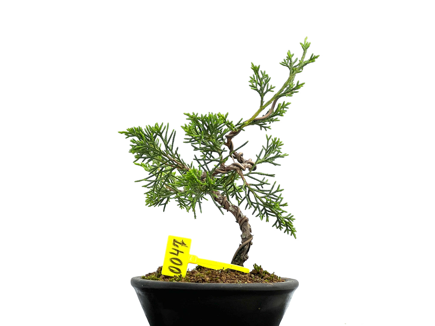Juniperus Chinensis Itoigawa 0047