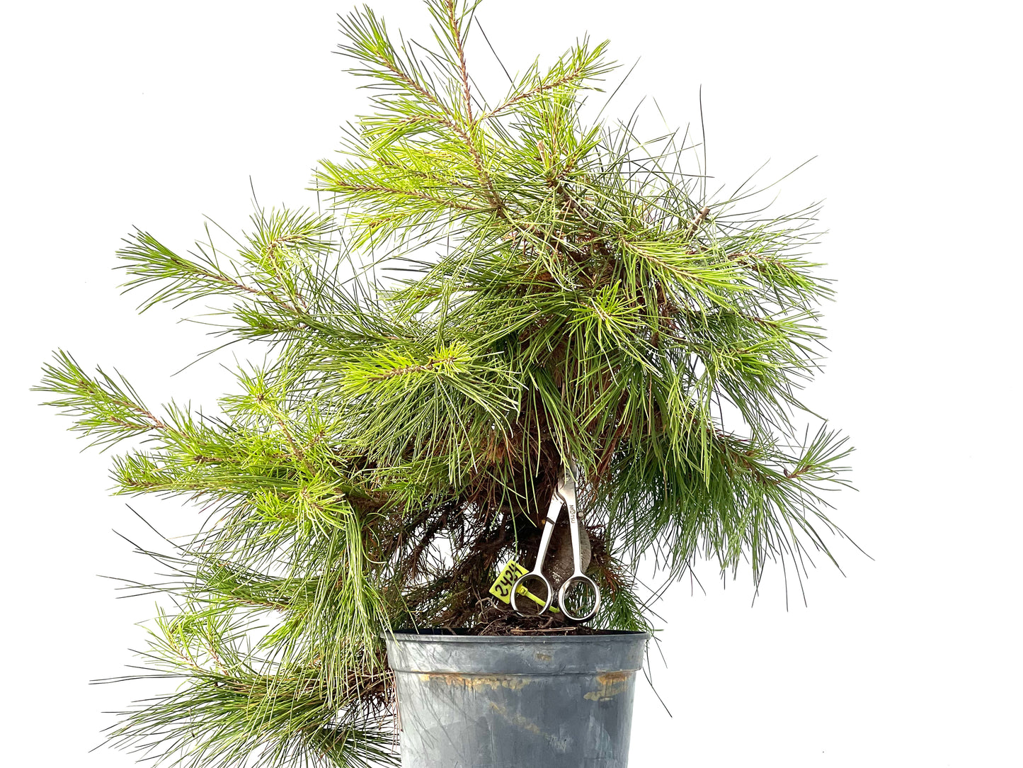 Pinus Halepensis 2424