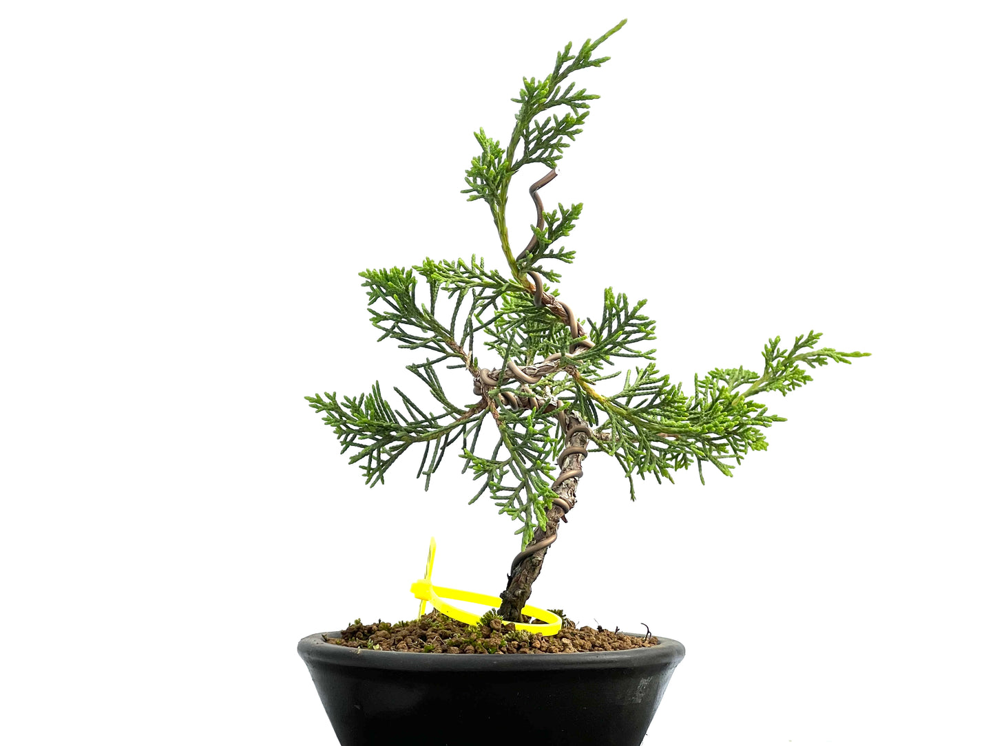 Juniperus Chinensis Itoigawa 0047