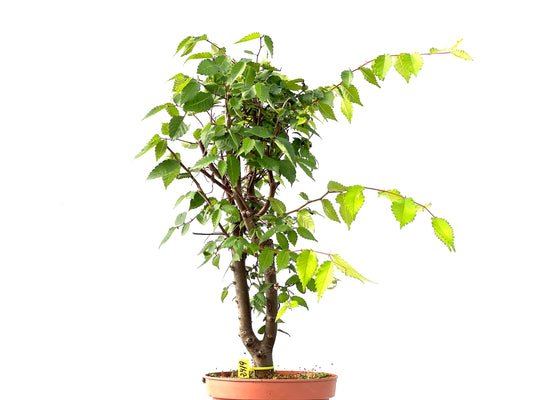 Zelkova Serrata 2419