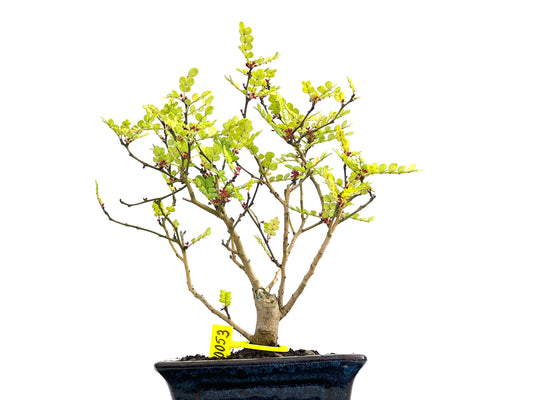 Zanthoxylum Piperitum 0053
