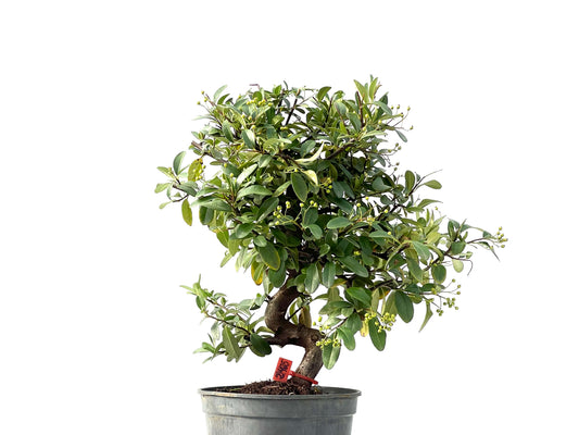 Pyracantha 2425