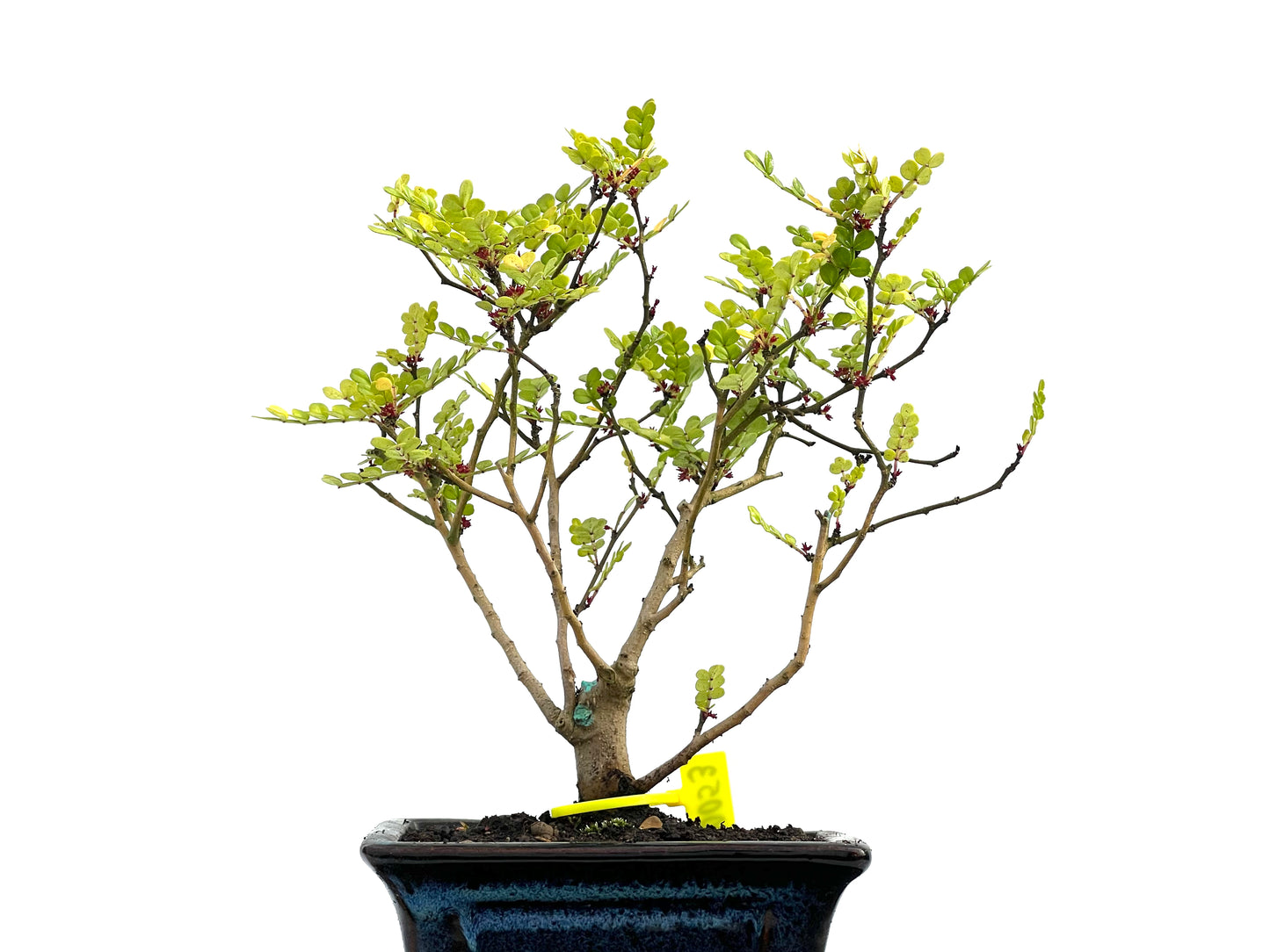 Zanthoxylum Piperitum 0053
