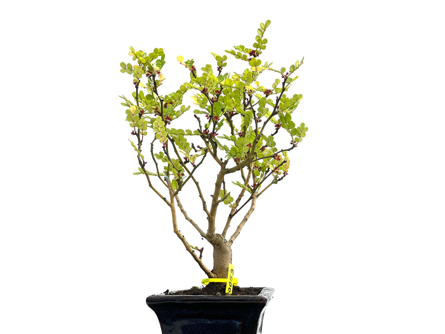Zanthoxylum Piperitum 0053