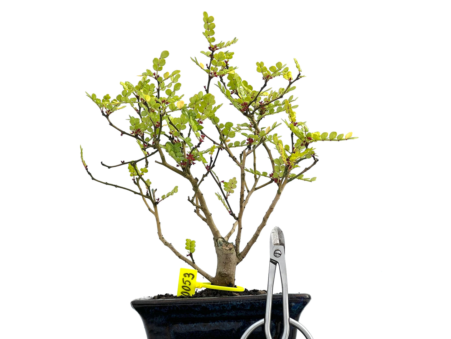 Zanthoxylum Piperitum 0053