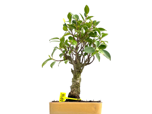 Ficus Tiger Bark 0046