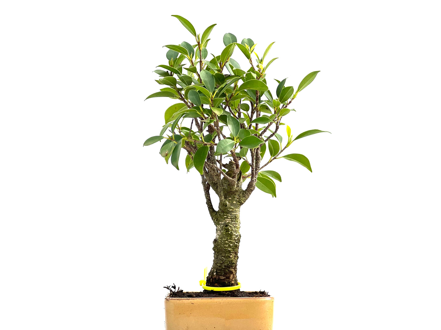 Ficus Tiger Bark 0046