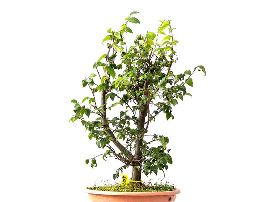 Zelkova Serrata 2417