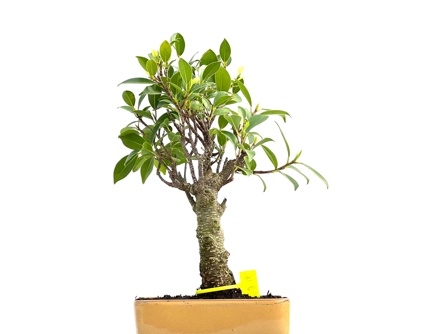 Ficus Tiger Bark 0046