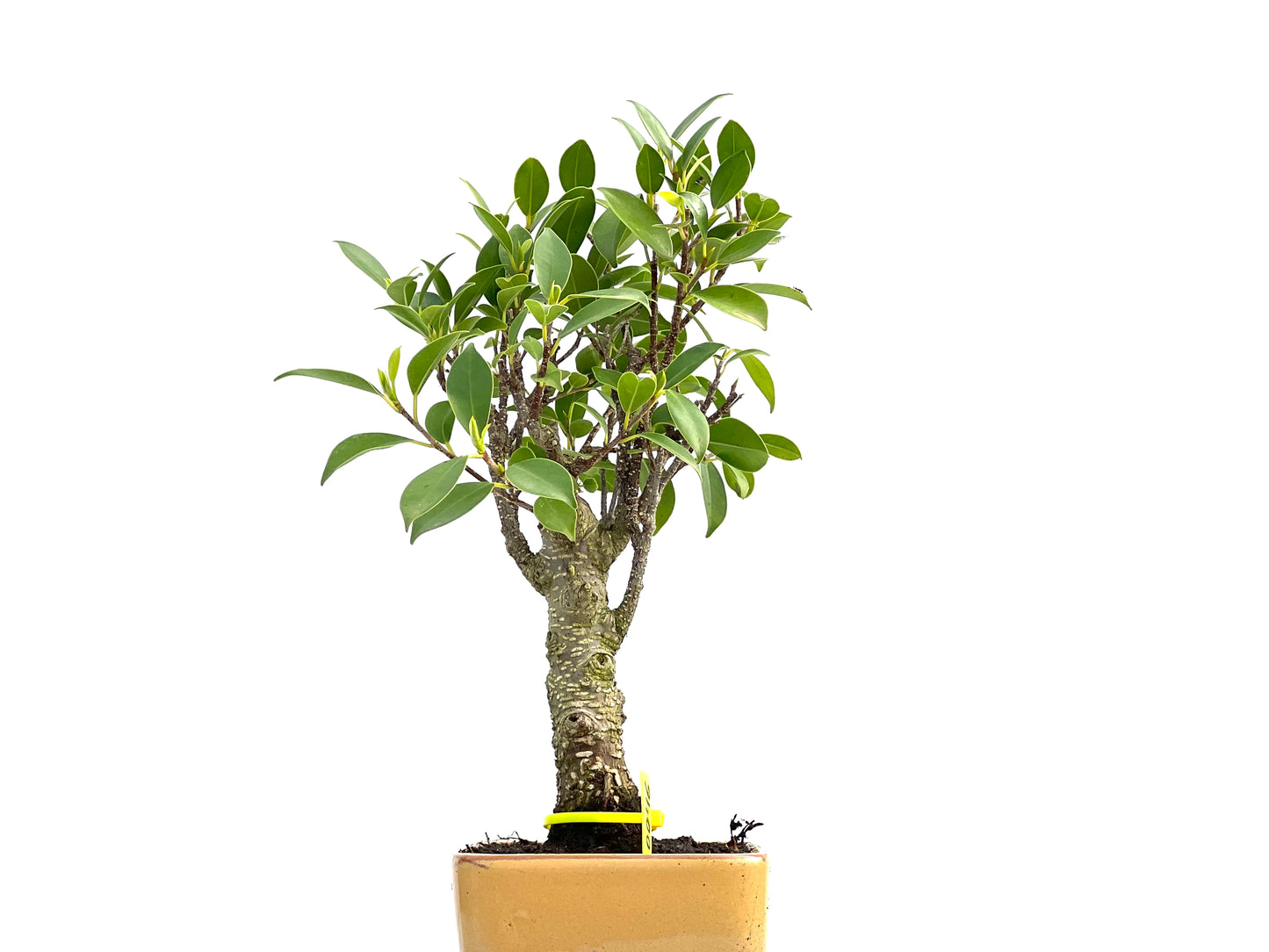 Ficus Tiger Bark 0046