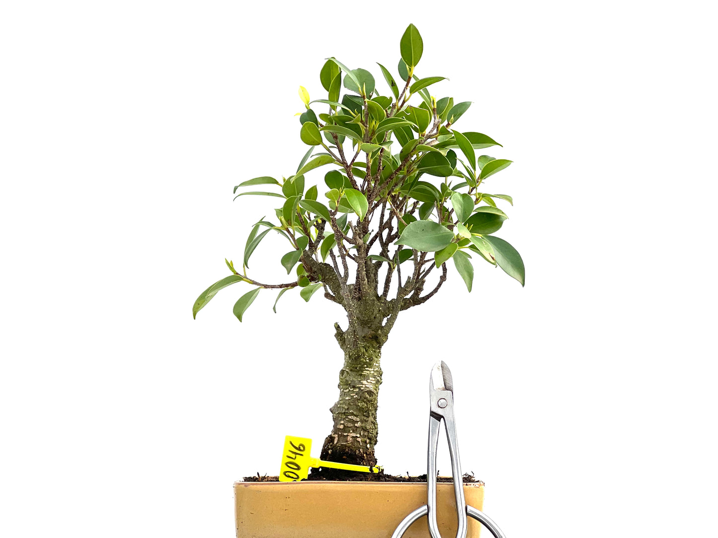 Ficus Tiger Bark 0046