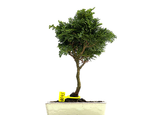 Chamaecyparis Obtusa Nana 0045
