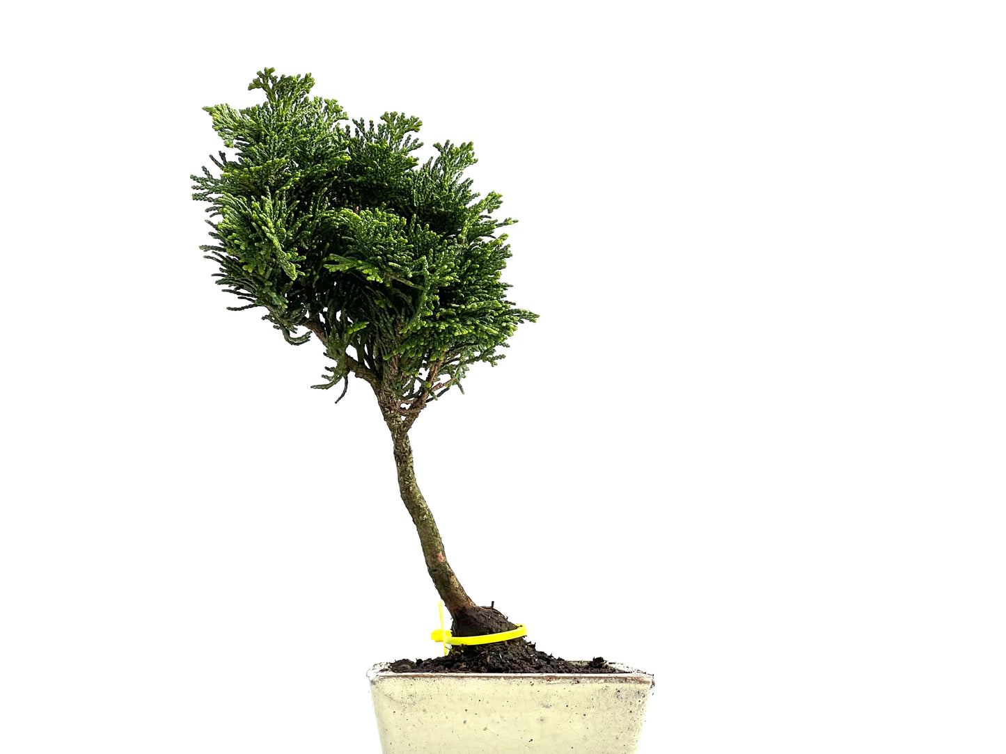 Chamaecyparis Obtusa Nana 0045