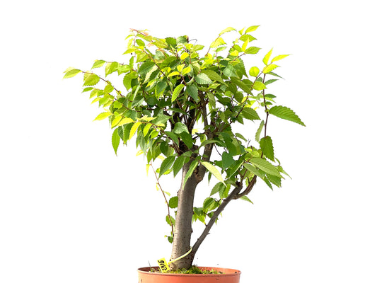 Zelkova Serrata 2415