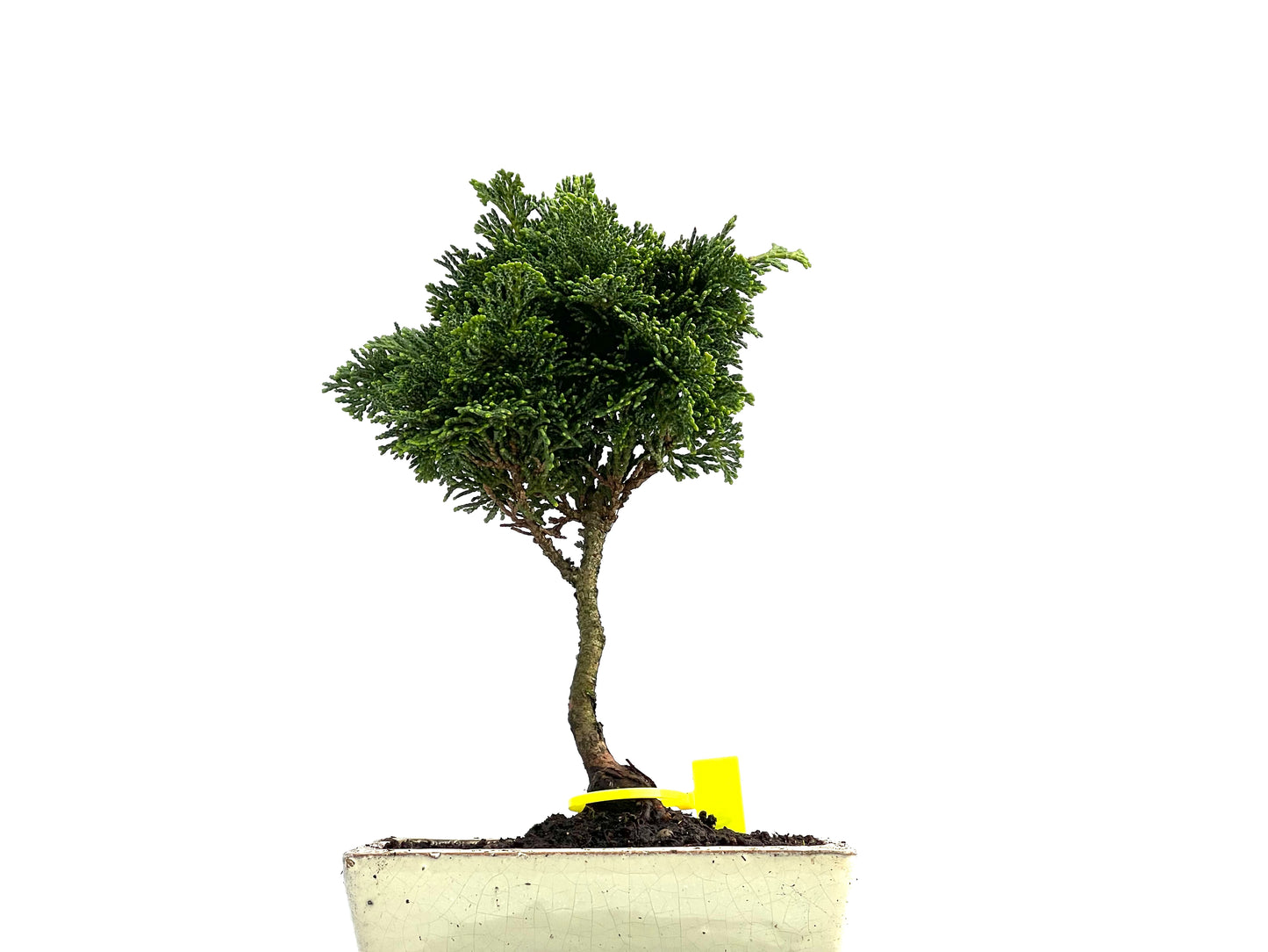 Chamaecyparis Obtusa Nana 0045