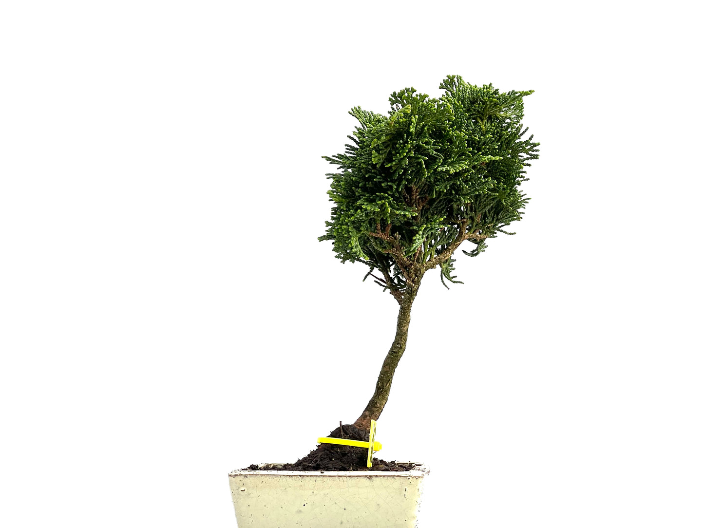 Chamaecyparis Obtusa Nana 0045